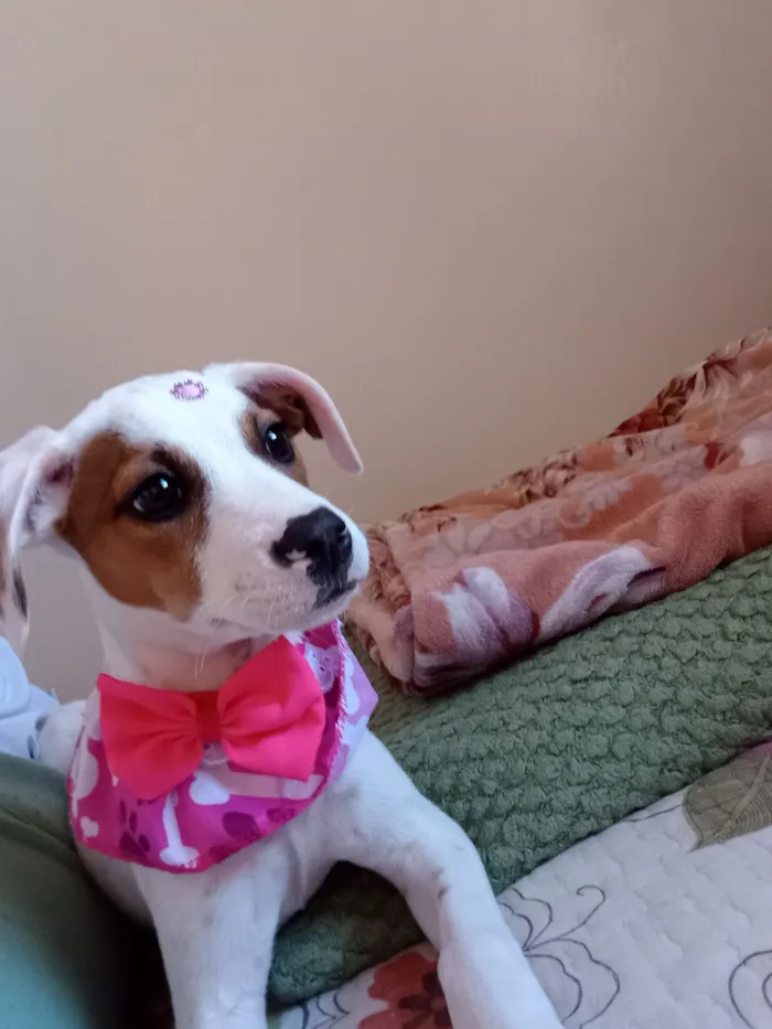 Cachorro raça SRD-ViraLata idade 2 a 6 meses nome Coraline