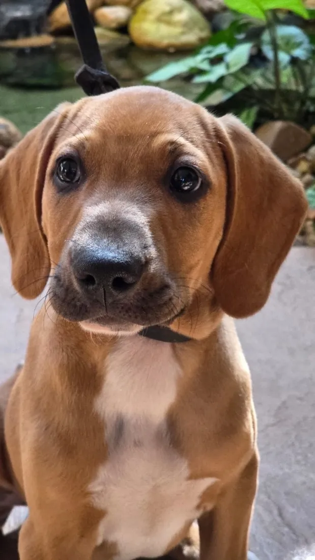 Cachorro raça Perdigueiro idade 2 a 6 meses nome Perdigueiro 