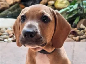 Cachorro raça Perdigueiro idade 2 a 6 meses nome Perdigueiro 