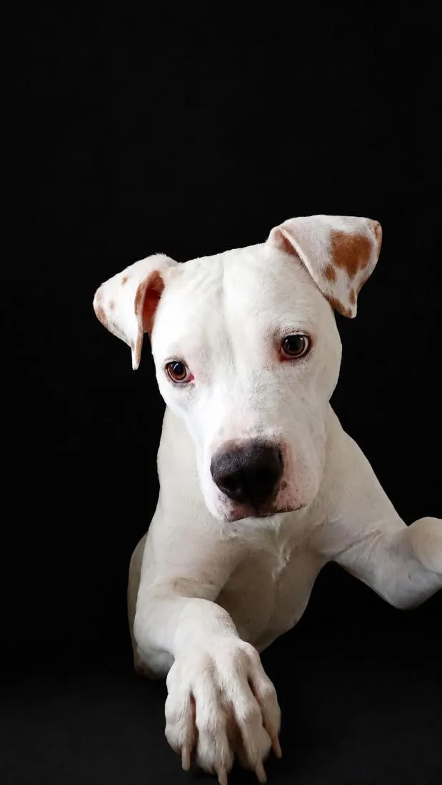 Cachorro raça SRD-ViraLata idade 7 a 11 meses nome Brutos