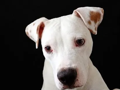 Cachorro raça SRD-ViraLata idade 7 a 11 meses nome Brutos