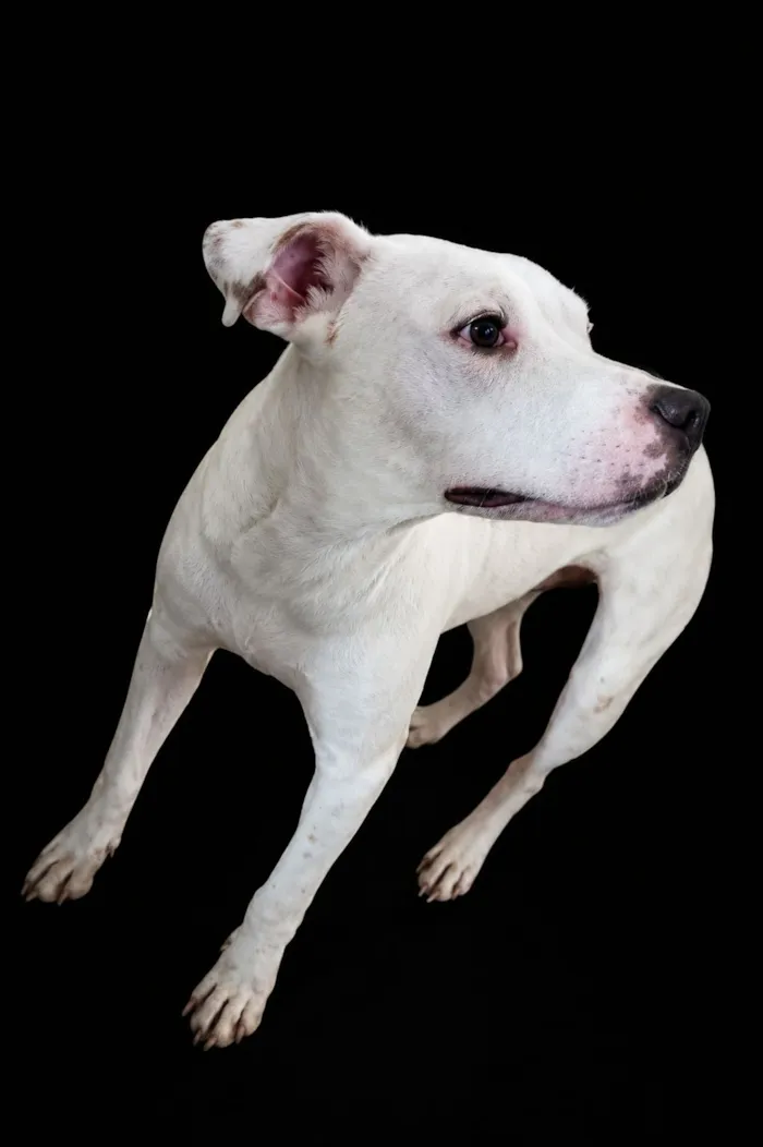 Cachorro raça SRD-ViraLata idade 7 a 11 meses nome Brutos