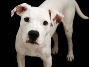Cachorro raça SRD-ViraLata idade 7 a 11 meses nome Brutos