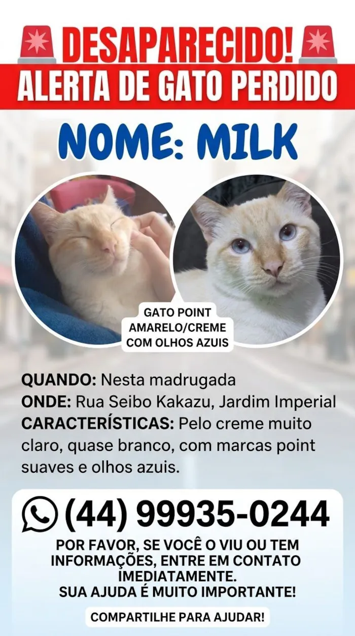 Gato raça SRD-ViraLata idade 1 ano nome Milk