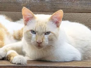 Gato raça SRD-ViraLata idade 1 ano nome Milk