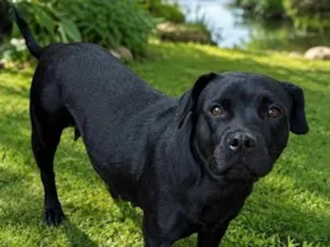Cachorro raça SRD-ViraLata idade 2 anos nome Baronesa
