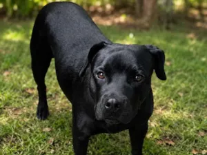 Cachorro raça SRD-ViraLata idade 2 anos nome Baronesa