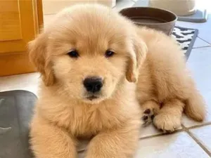 Cachorro raça SRD-ViraLata idade 2 a 6 meses nome Filhotes golden