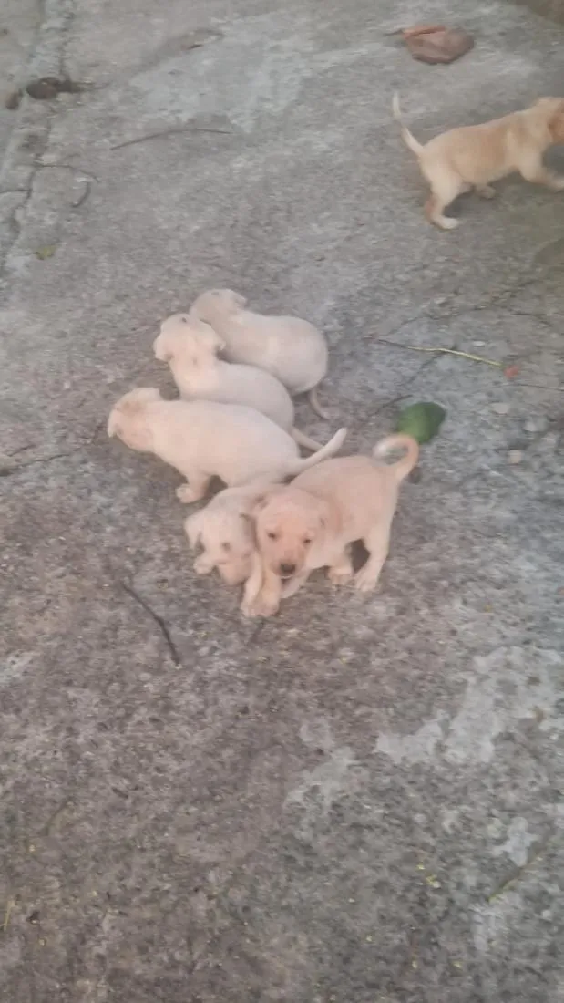 Cachorro raça SRD-ViraLata idade Abaixo de 2 meses nome filhotes 