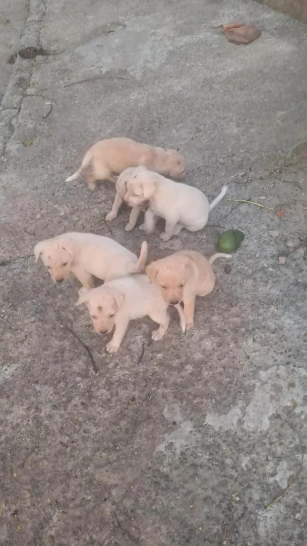 Cachorro raça SRD-ViraLata idade Abaixo de 2 meses nome filhotes 