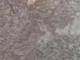 filhotes 