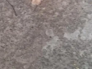 Cachorro raça SRD-ViraLata idade Abaixo de 2 meses nome filhotes 