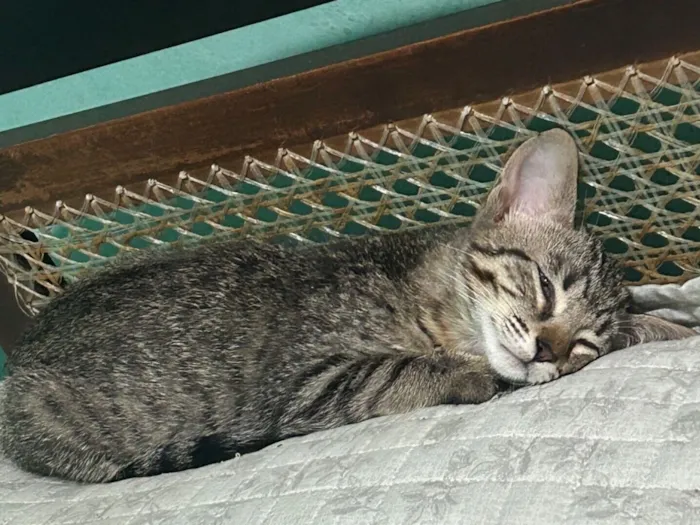 Gato raça SRD-ViraLata idade 2 a 6 meses nome sem nome