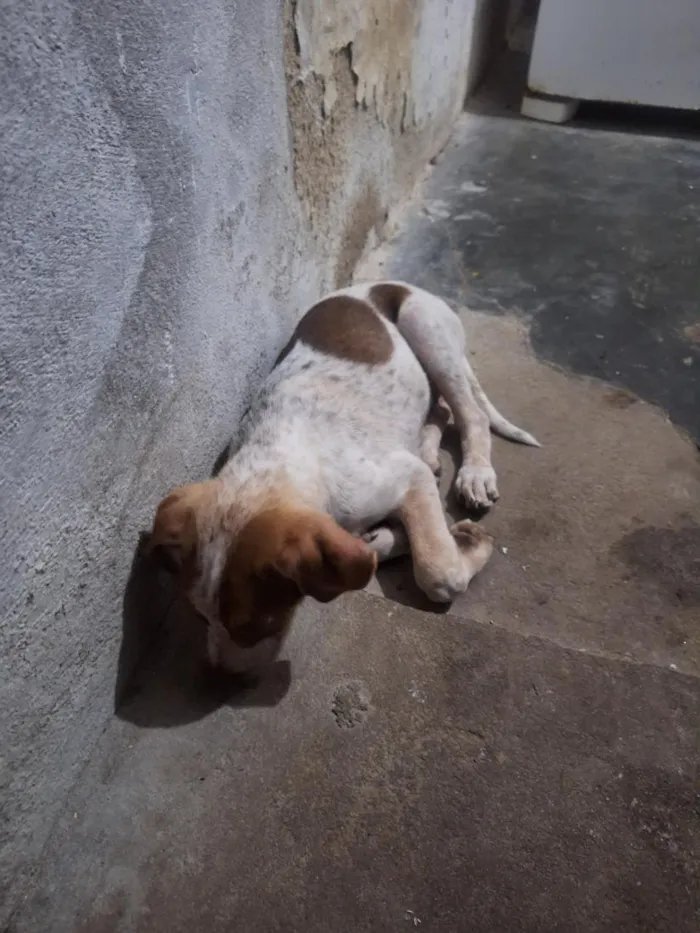 Cachorro raça SRD-ViraLata idade 1 ano nome Marly