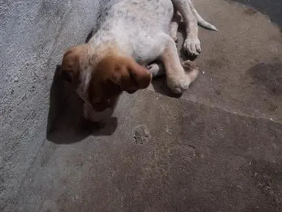 Cachorro raça SRD-ViraLata idade 1 ano nome Marly