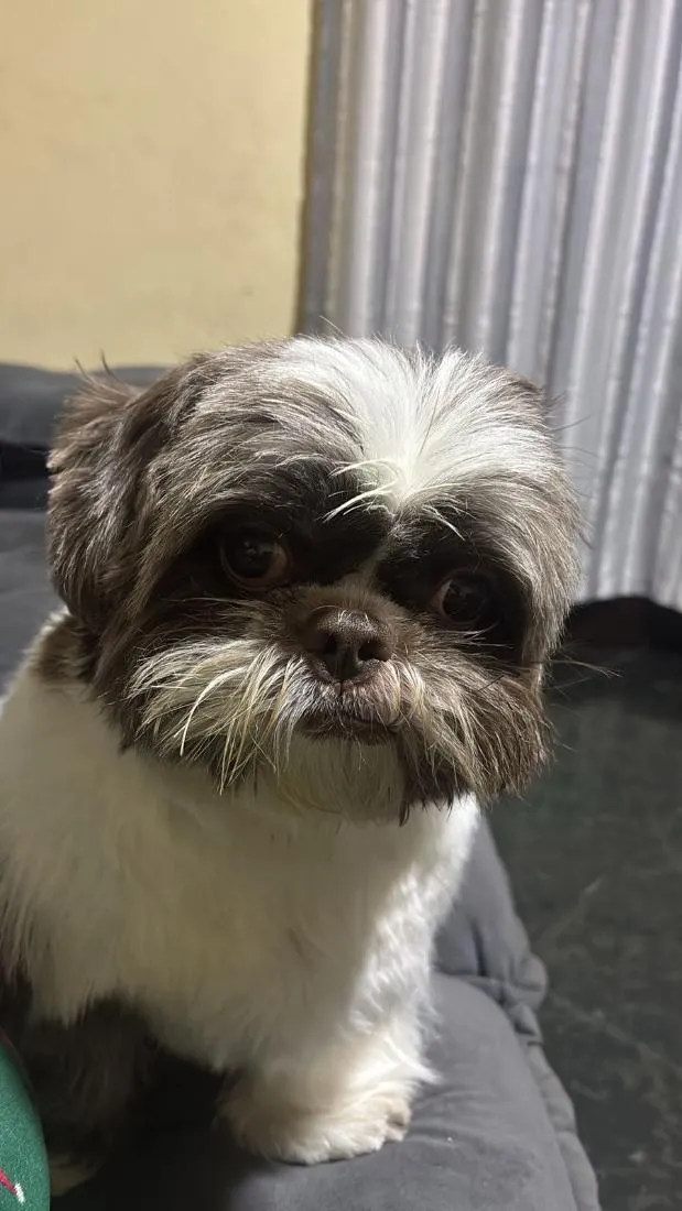 Cachorro raça Shitzu idade 3 anos nome Fred 
