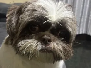 Cachorro raça Shitzu idade 3 anos nome Fred 