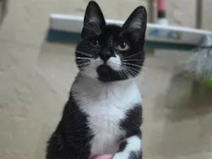 Gato raça SRD-ViraLata idade 2 a 6 meses nome Estelar