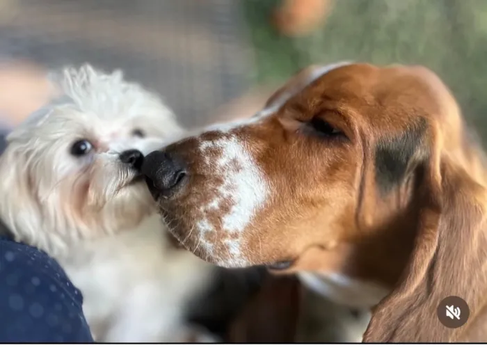 Cachorro raça Basset-Cofap idade 4 anos nome Bartholomeu e Alfredo
