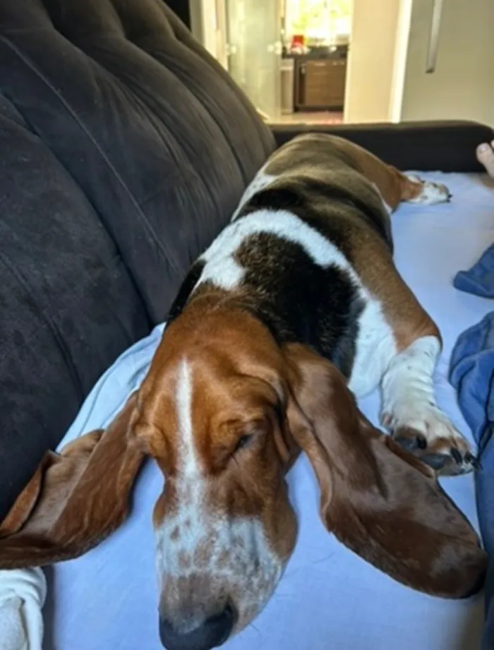 Cachorro raça Basset-Cofap idade 4 anos nome Bartholomeu e Alfredo