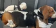 Bartholomeu e Alfredo