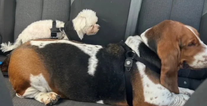Cachorro raça Basset-Cofap idade 4 anos nome Bartholomeu e Alfredo