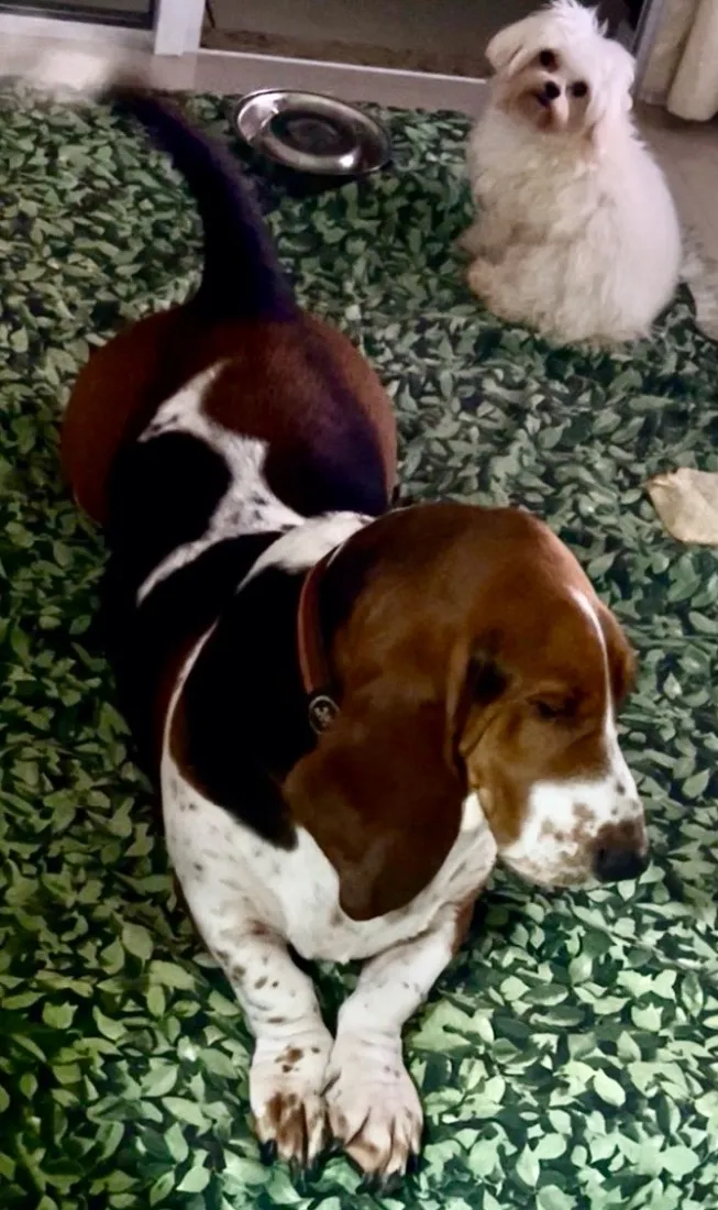 Cachorro raça Basset-Cofap idade 4 anos nome Bartholomeu e Alfredo