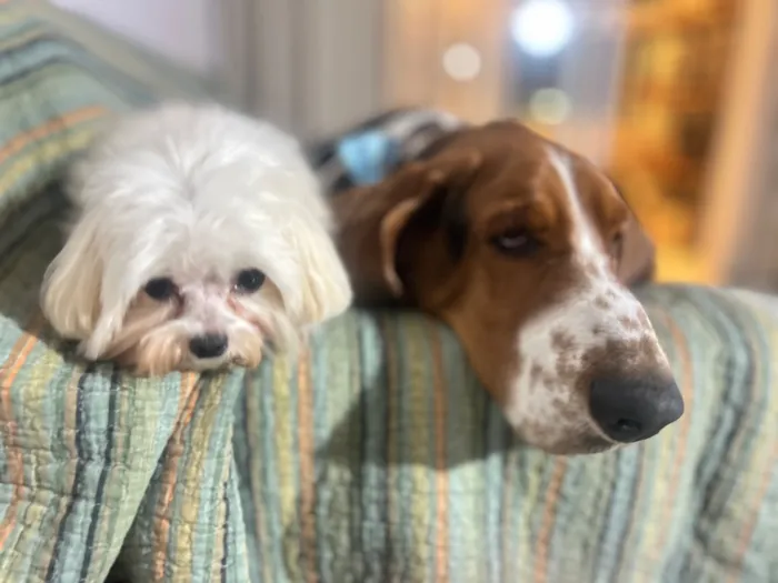 Cachorro raça Basset-Cofap idade 4 anos nome Bartholomeu e Alfredo