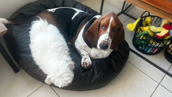 Cachorro raça Basset-Cofap idade 4 anos nome Bartholomeu e Alfredo