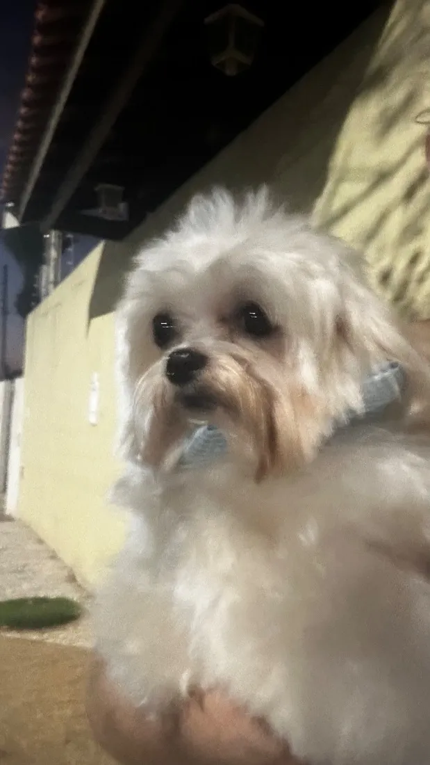Cachorro raça Basset-Cofap idade 4 anos nome Bartholomeu e Alfredo