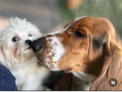 Cachorro raça Basset-Cofap idade 4 anos nome Bartholomeu e Alfredo