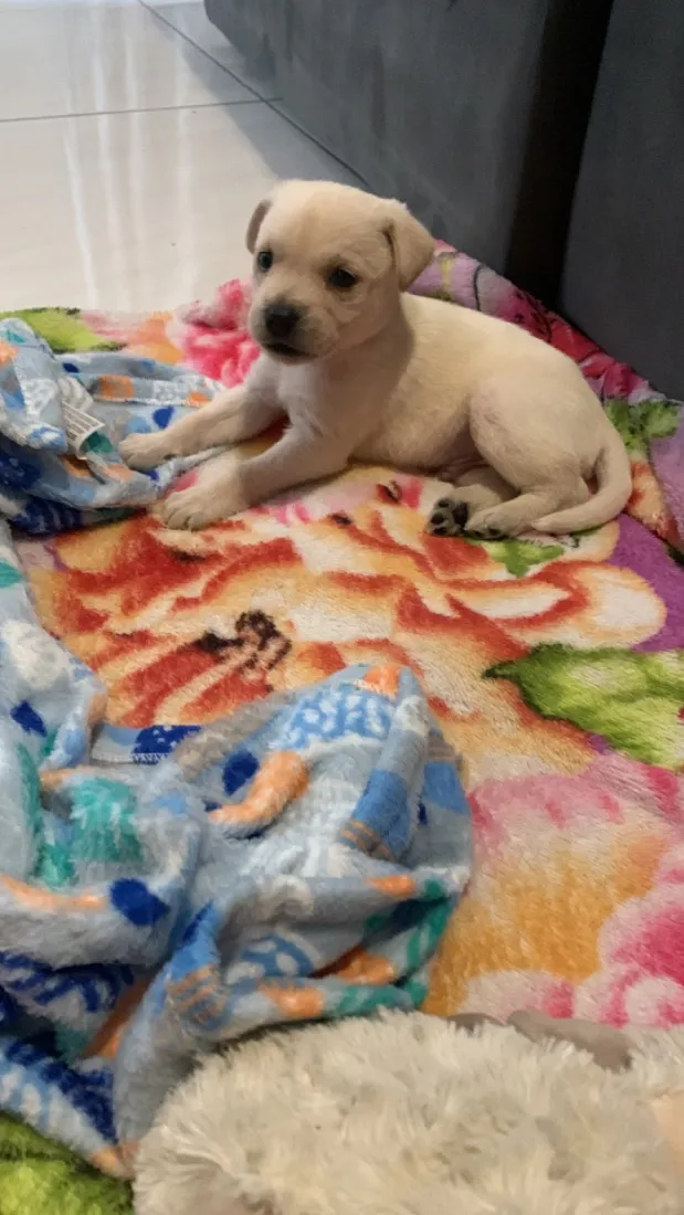 Cachorro raça SRD-ViraLata idade 2 a 6 meses nome Billy