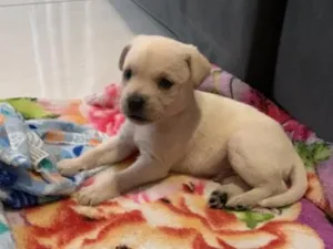 Cachorro raça SRD-ViraLata idade 2 a 6 meses nome Billy