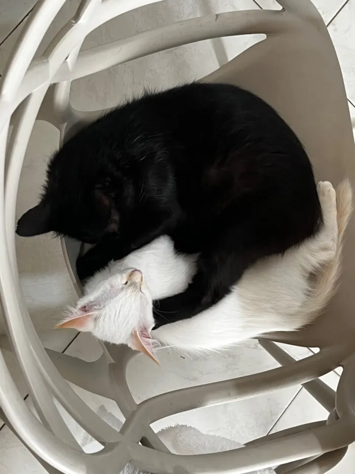 Gato raça SRD-ViraLata idade 5 anos nome Miu e Del
