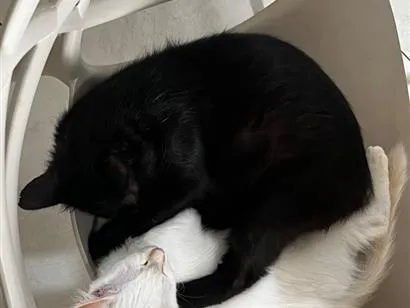 Gato raça SRD-ViraLata idade 5 anos nome Miu e Del