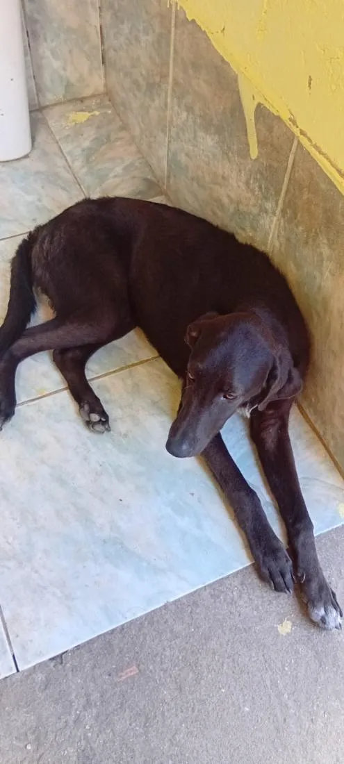 Cachorro raça SRD-ViraLata idade 7 a 11 meses nome Thor