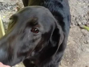 Cachorro raça SRD-ViraLata idade 7 a 11 meses nome Thor