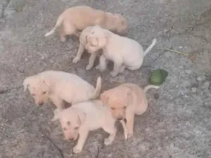 Cachorro raça SRD-ViraLata idade Abaixo de 2 meses nome filhotes 