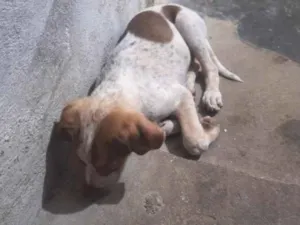 Cachorro raça SRD-ViraLata idade 1 ano nome Marly