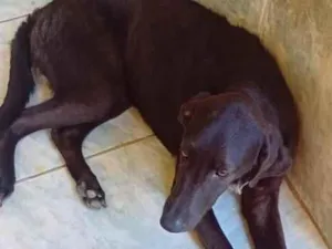 Cachorro raça SRD-ViraLata idade 7 a 11 meses nome Thor