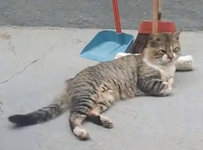 Gato raça SRD-ViraLata idade 1 ano nome JUQUINHA