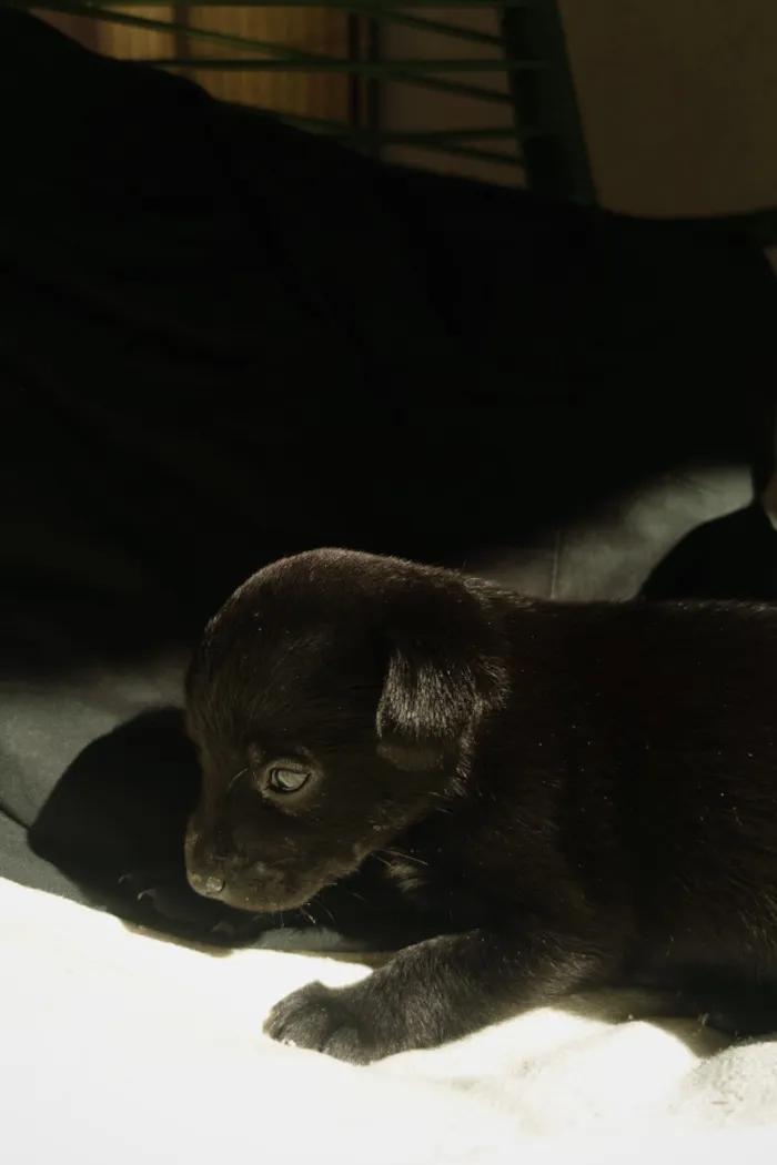 Cachorro raça SRD-ViraLata idade 2 a 6 meses nome Diana