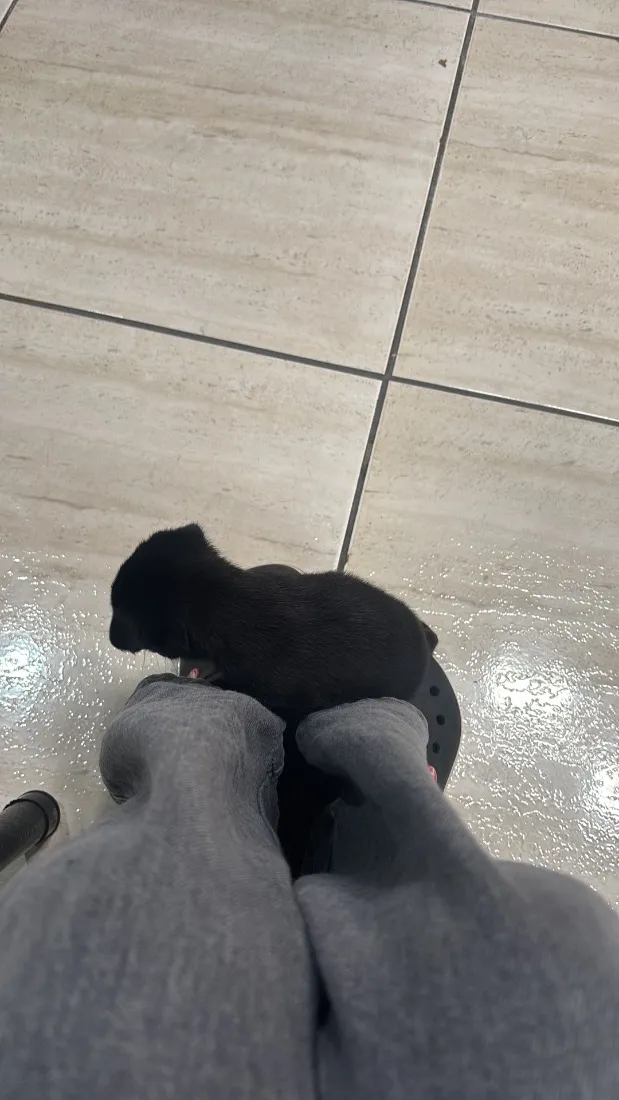 Cachorro raça SRD-ViraLata idade 2 a 6 meses nome Diana