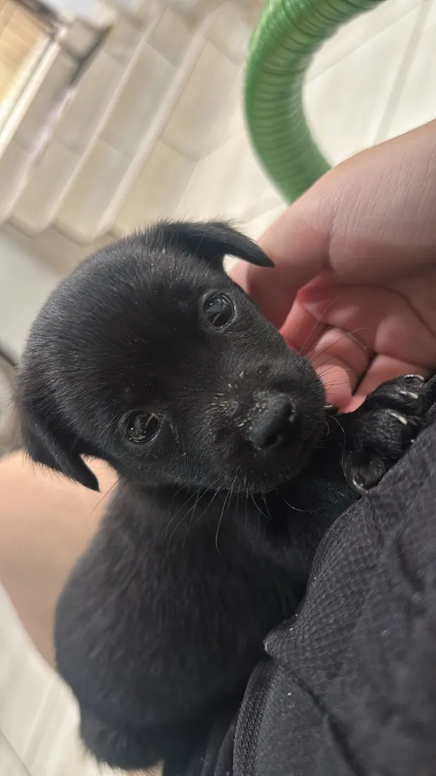 Cachorro raça SRD-ViraLata idade 2 a 6 meses nome Diana