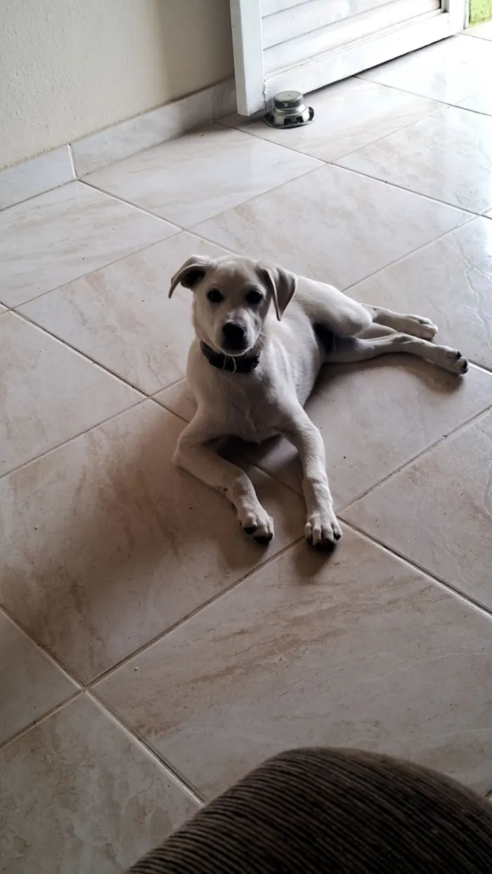 Cachorro raça SRD-ViraLata idade 7 a 11 meses nome pingo
