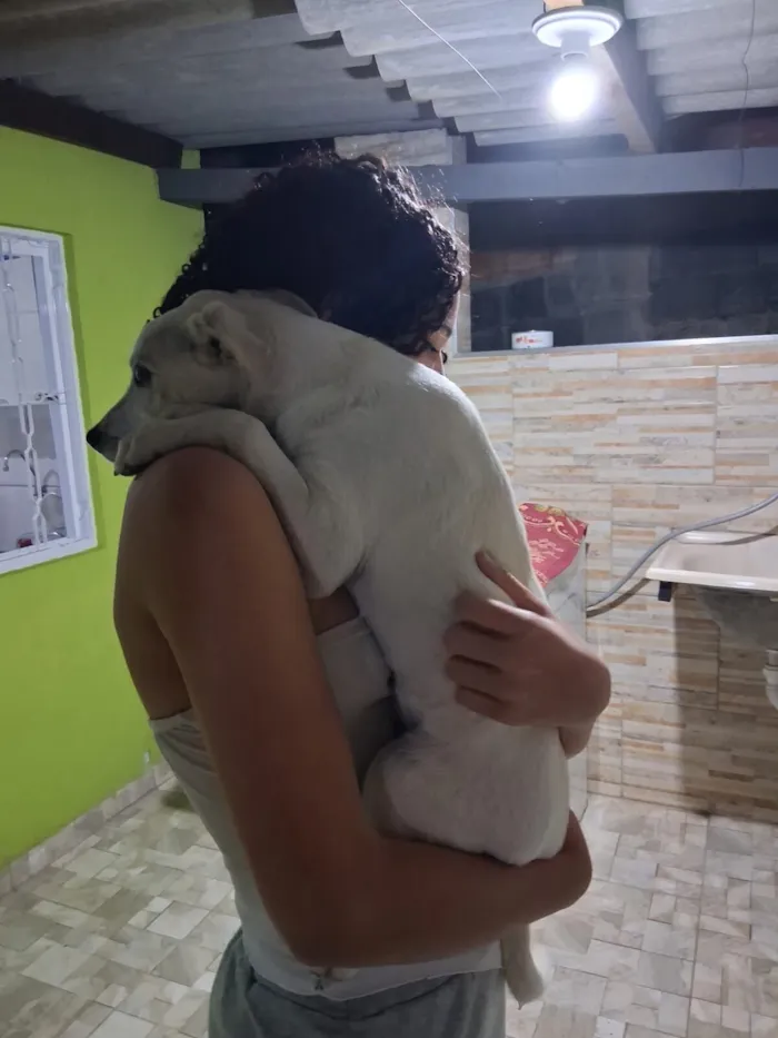 Cachorro raça SRD-ViraLata idade 7 a 11 meses nome pingo