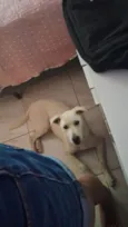 pingo