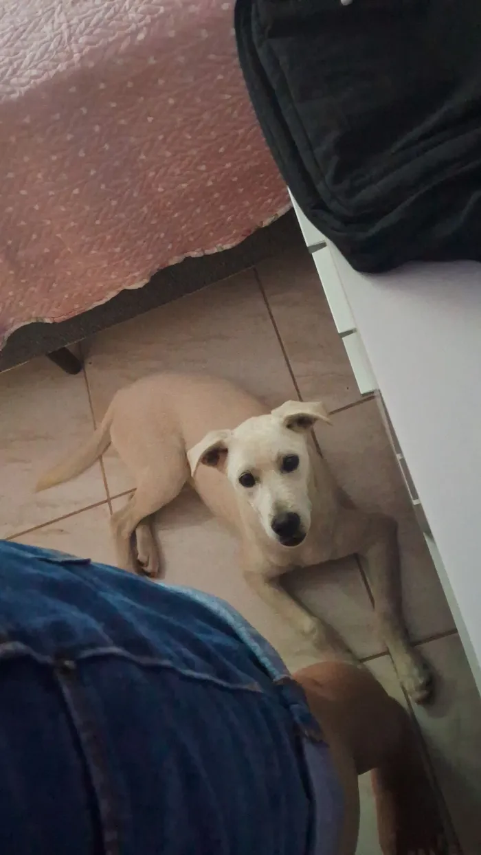 Cachorro raça SRD-ViraLata idade 7 a 11 meses nome pingo