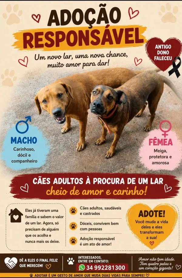 Cachorro raça SRD-ViraLata idade 6 ou mais anos nome Duque