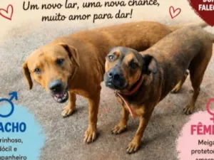 Cachorro raça SRD-ViraLata idade 6 ou mais anos nome Duque